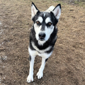 Shiloh #18 (3)