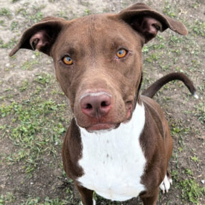 Sadie #521 (4)