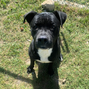 Bugsy Boy (3)