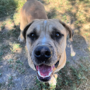 Bruiser #1265 (4)