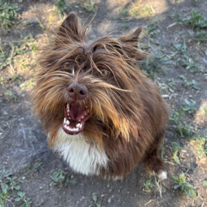 Chewbacca (3)