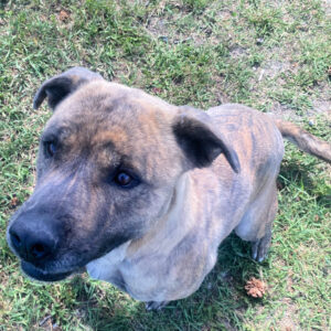 Dixie (7)