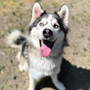 Goober (3)
