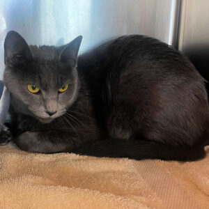 Dorothy 1449