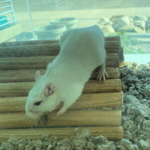 Gerbil A, 2605