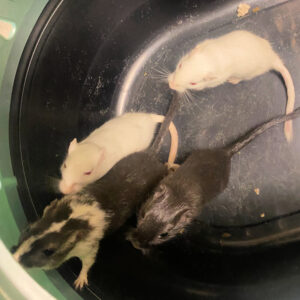 Gerbils B-E, 2592-2595