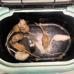 Gerbils F-N, 2596-2604