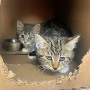 Skittles and Taffy, 2547, 2548