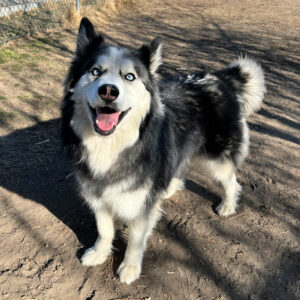 Potato Chip, 165 (3)