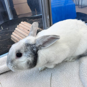 Bun Bun, 921