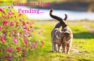 Glamour Shot Spring Cat