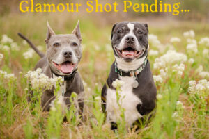 Glamour Shot Spring Dogs