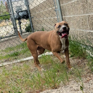 Gracie, 766 (4)