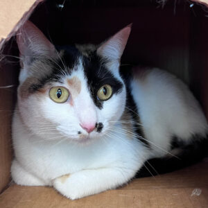 Miss Kitty, 1190