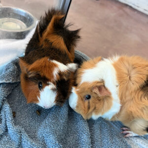 Princess and Rocket, 1679, 1678