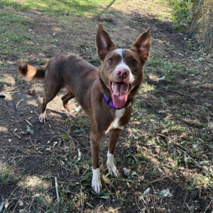 Ruby, 2239 (4)