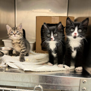 Alvin, Simon, and Theodore, 2440-26—2442-26