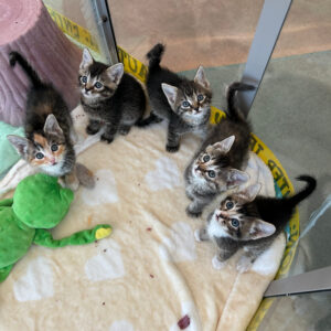 Nova, Celeste, Halley, Pandora, and Orion, 2025-2029