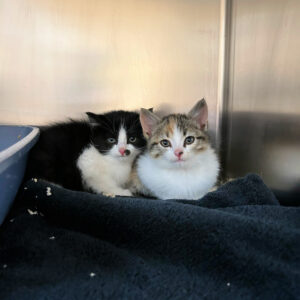 Nutmeg and Pepper, 2426-26, 2427-26